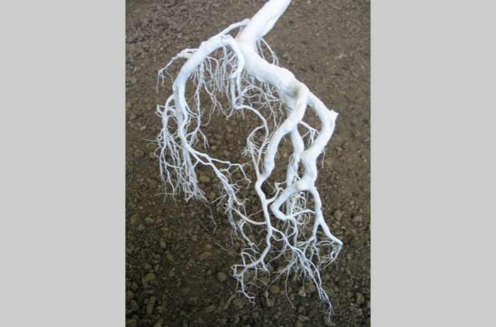 Spring Detail Roots